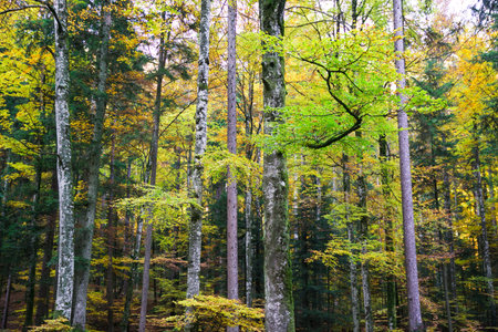 Forest Trees and Green, Yellow and Orange Undergrowth Foliage in End of Summer
