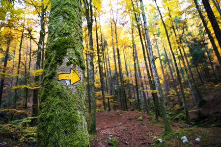 Hand Painted Hiking Trail Arrow Sign in Green and Yellow Forest Foliageの写真素材