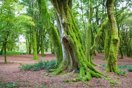 Morvan Regional Natural Parc Forest with Green Moss and Treesの写真素材