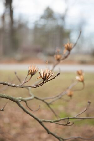 Dried Tulip Tree Flower with High Stems on Grey Winter Day in Brown County Parkの写真素材