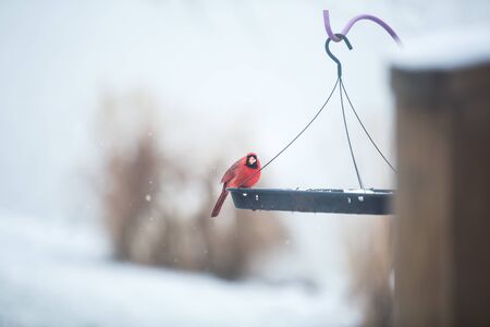 Red Cardinal Bird Eating from a Grains Dispenser in Garden on a Snowy Winter Dayの写真素材