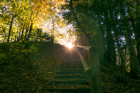 Sun Shining and Setting in Green Forest with Natural Sun Flare