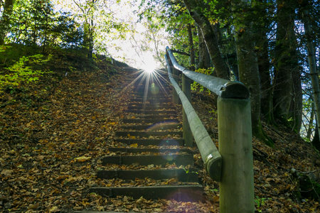 Sun Shining and Setting in Green Forest with Natural Sun Flare
