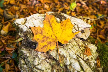 Yellow Autumn Leaves Fallen on Rocks with Autumn Foliageの写真素材