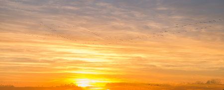 Canadian Geese Flying over Country Fields into Golden Winter Sunset in Double Exposure