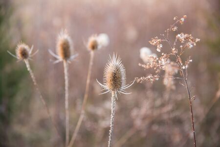 Dried Thistle and Country Fields In Pastel Winter Sunlight in Blurred Backgroundの写真素材