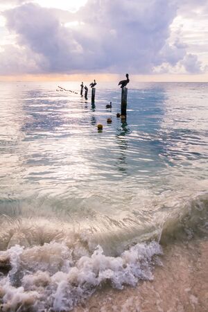 Pelicans Resting on Wood Mooring Pillars over a Calm Caribbean Sea at Sunriseの写真素材