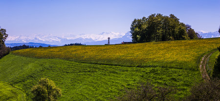 Windmill, Yellow Flower Field and Snowy Mountains on Sunny Spring Day
