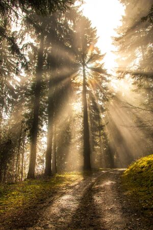 Bright Sun Beams Shining Through Pine Trees in Green Forestの写真素材