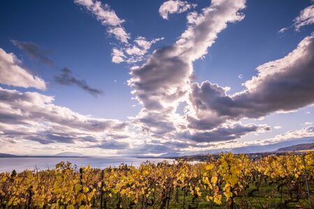 Autumn Sunset over Golden Vines and Lake on a Sunny and Cloudy Dayの写真素材