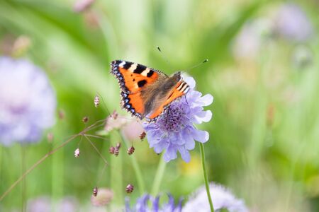 Orange Butterfly Gathering Pollen of Purple Flowers in Green Fieldの写真素材