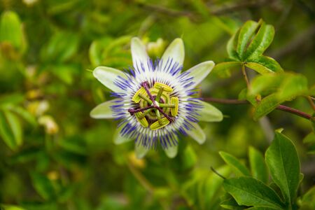 White, green and Purple Passion Flower (Passiflora) in Bloom with Green Leavesの写真素材
