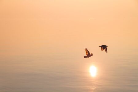 Couple of Seagulls Flying over Shimmering Lake at Sunsetの写真素材