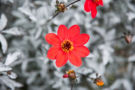 Bright Red Dahlia Flower with Unusual Silver and Mahogany Foliageの写真素材