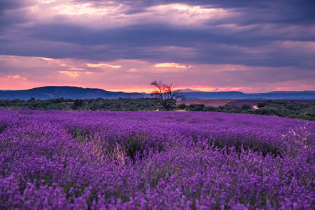 Rolling Lavendar Fields in Valensole France at Sunsetの写真素材