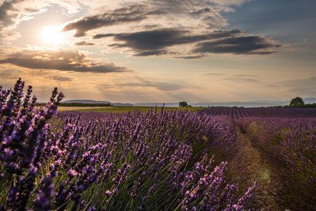 Rolling Lavendar Fields in Valensole France at Sunsetの写真素材