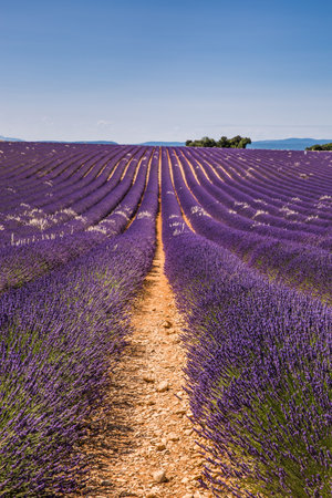Rolling Lavendar Fields in Valensole France on a Sunny Spring Dayの写真素材