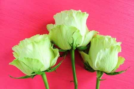 Green tea roses on a bright pink backgroundの写真素材
