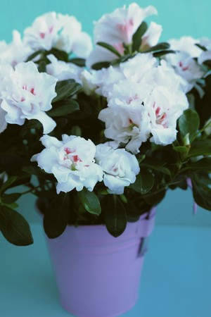 White buds of flowers and lots of greenery in the potの写真素材