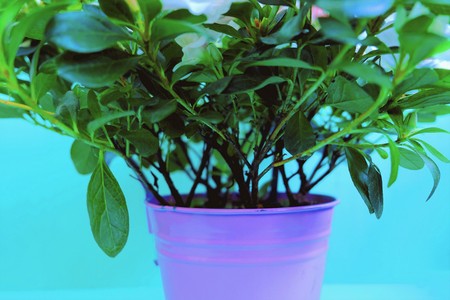 Lots of greenery in a flower pot on a blue backgroundの写真素材