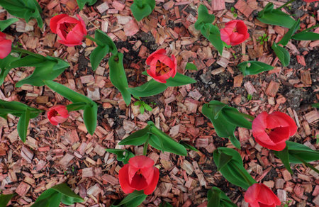 Beautiful scarlet tulips growing in the Parkの写真素材