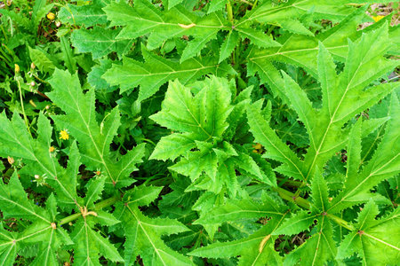 Beautiful green fern in the forestの写真素材