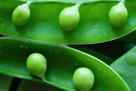Fresh green peas for cooking viewの写真素材