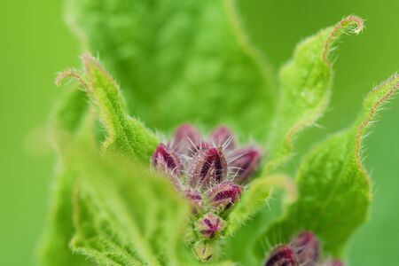 The plant burdock in the summer gardenの写真素材