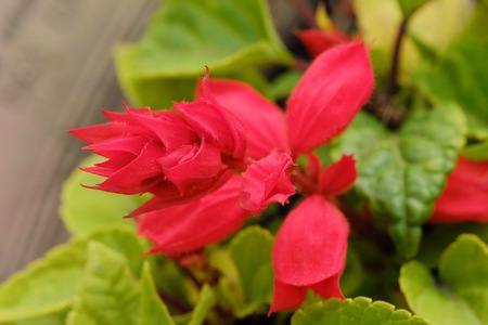 Beautiful pink flower in summer garden viewの写真素材