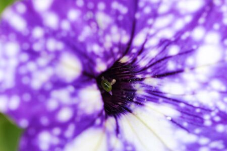 Beautiful purple Petunia in the summer gardenの写真素材