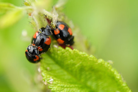 Beautiful ladybug on a green leaf viewの写真素材