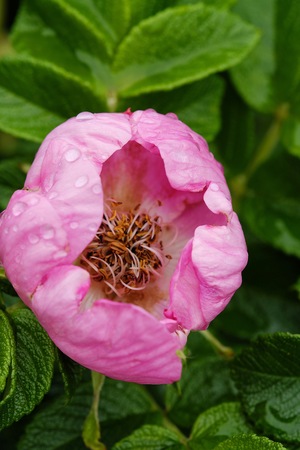 Beautiful pink rose bud in the morning dewの写真素材