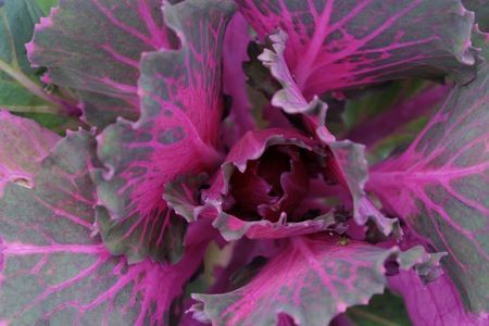 Pink colored decorative cabbage in the gardenの写真素材