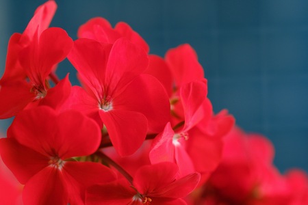 Beautiful red geranium in flower potの写真素材