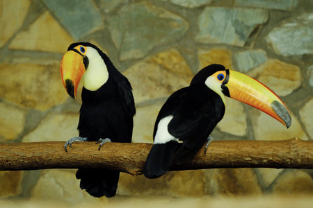 Two black wild parrot with a yellow beakの写真素材