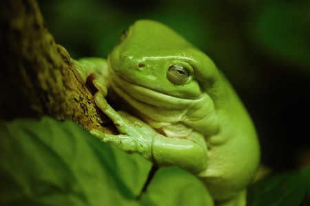 Beautiful African green frog on green leavesの写真素材