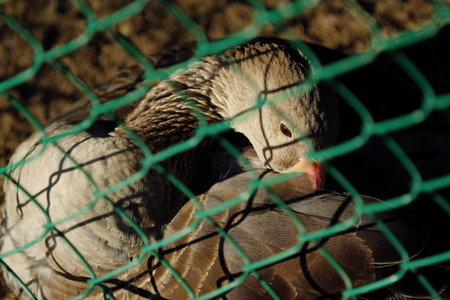 Beautiful brown goose in the summer.の写真素材
