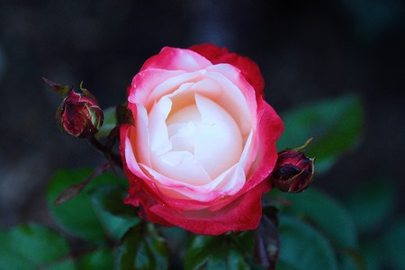 Beautiful pink roses in summer garden viewの写真素材