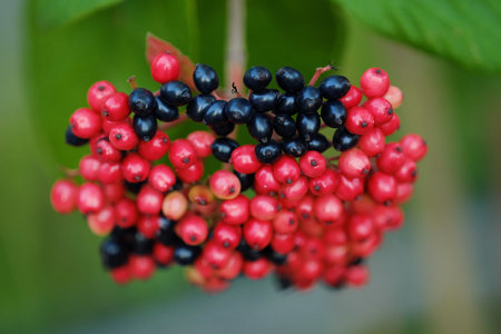 Beautiful black and red wild berries in the summerの写真素材