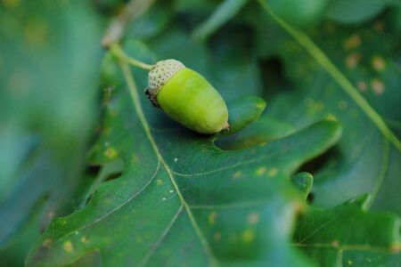 Beautiful green acorns on a tree in the summerの写真素材