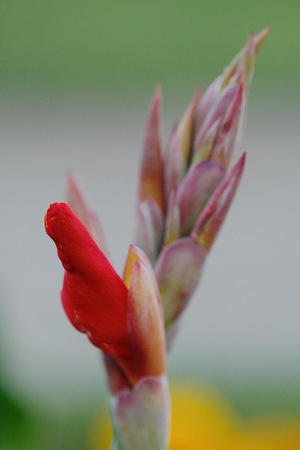 Beautiful red flower Bud in the summer gardenの写真素材