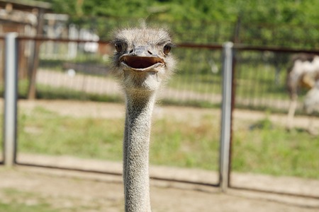 Funny African ostrich at the zoo in the summerの写真素材