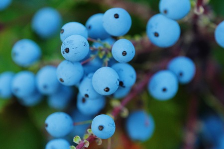 Beautiful tree with wild blue berries viewの写真素材