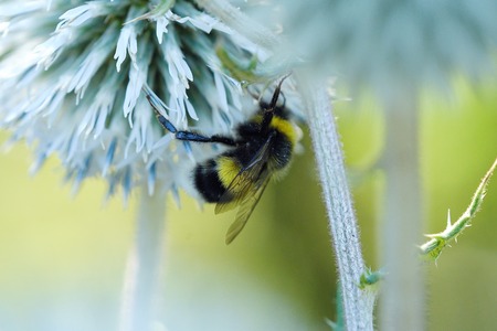 Fluffy bumblebee on the flower collecting pollenの写真素材