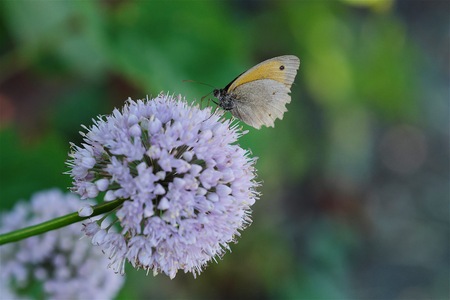 Beautiful gray butterfly on flower in summerの写真素材