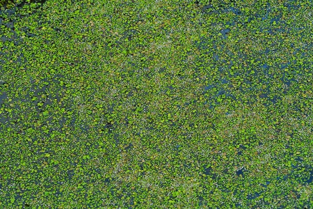 Green duckweed on a lake in the summer in a villageの写真素材