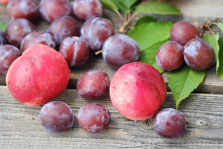 Fresh plums and peaches on a wooden backgroundの写真素材
