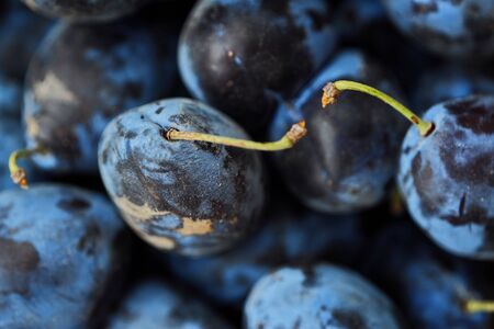 Delicious blue ripe plums in wooden basketの写真素材