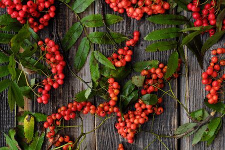 Beautiful red autumn rowan on a wooden tableの写真素材