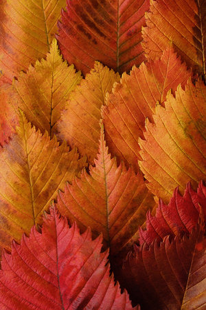 Bright yellow and red autumn leaves beautiful